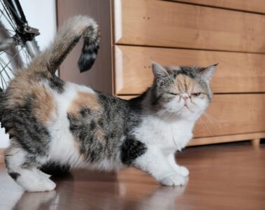 cats periods